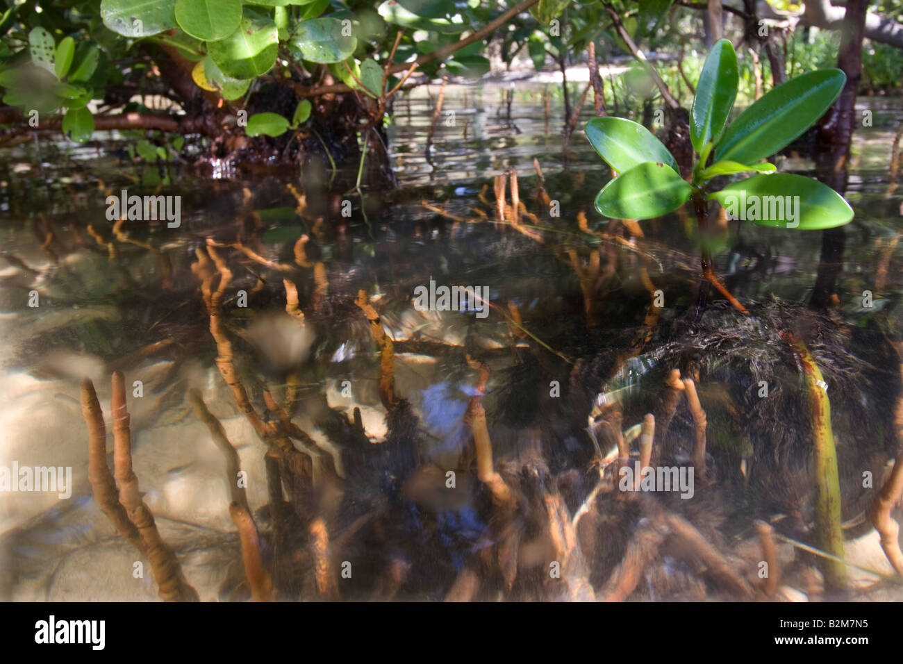 Young-Mangrove sprießen Stockfoto