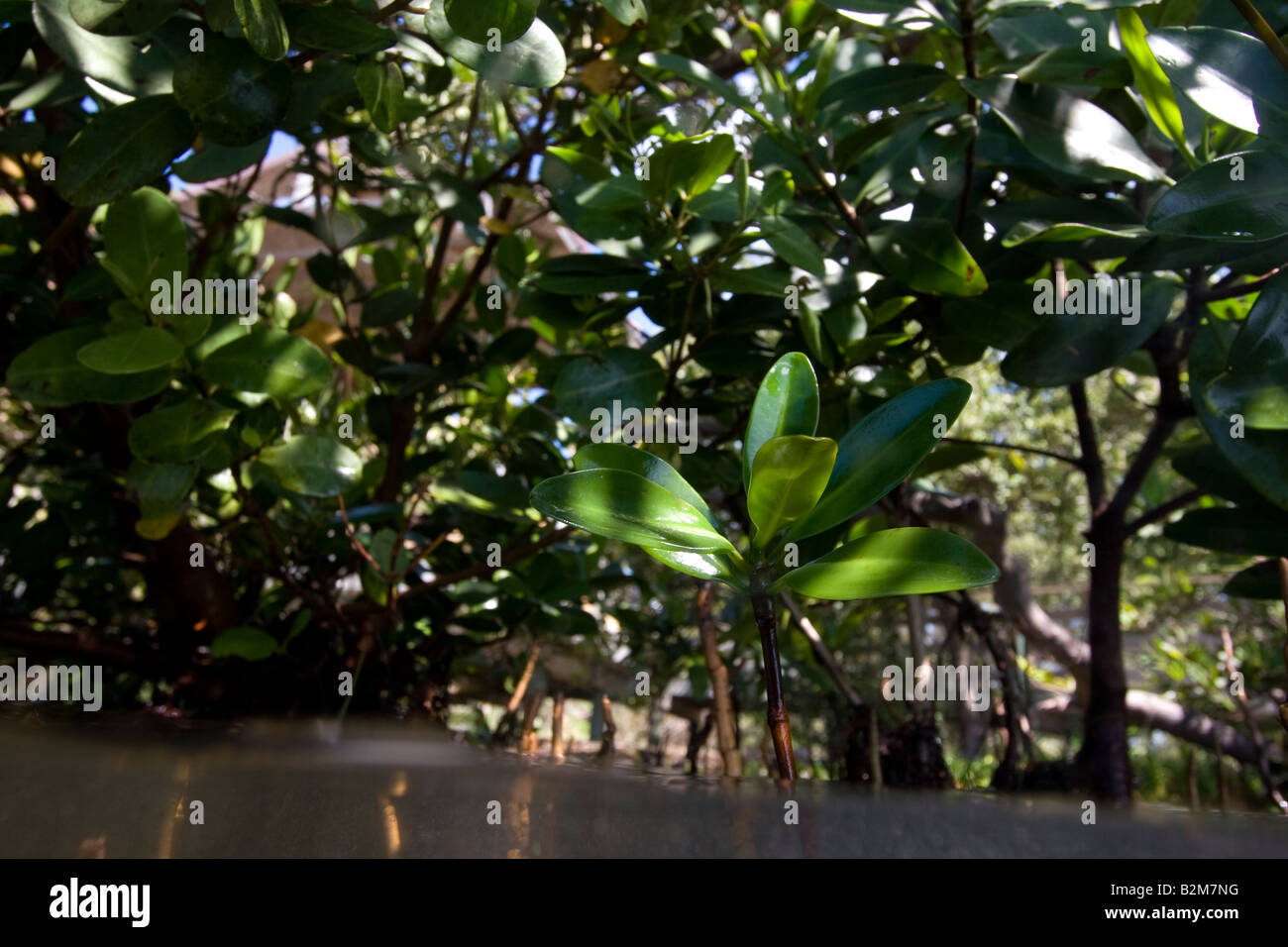 Young-Mangrove sprießen Stockfoto