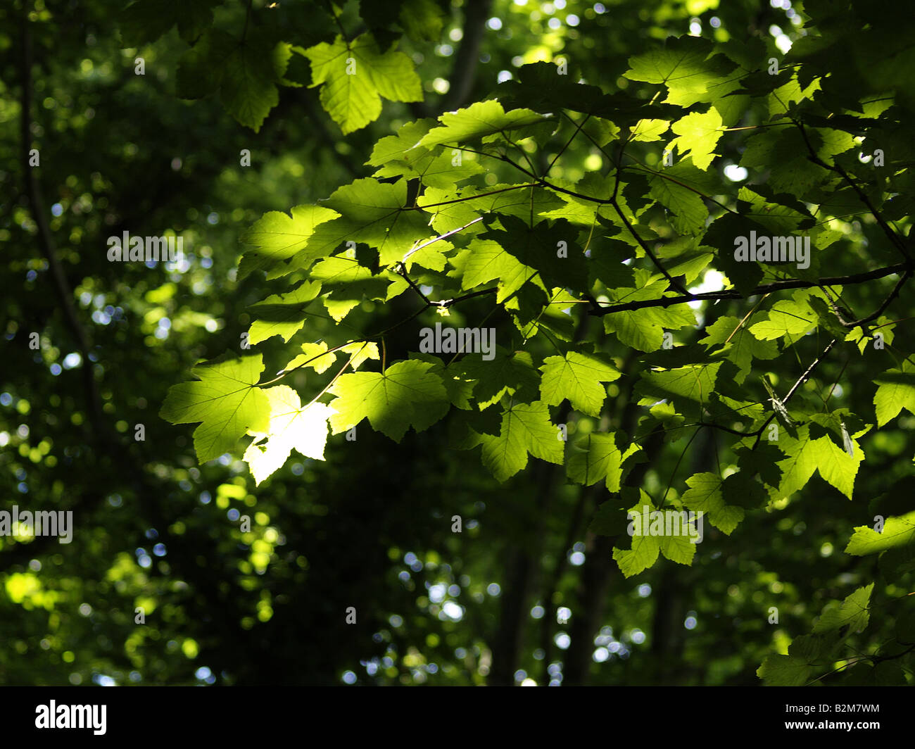 Sonne durch die Bäume auf Blätter shinning Stockfoto