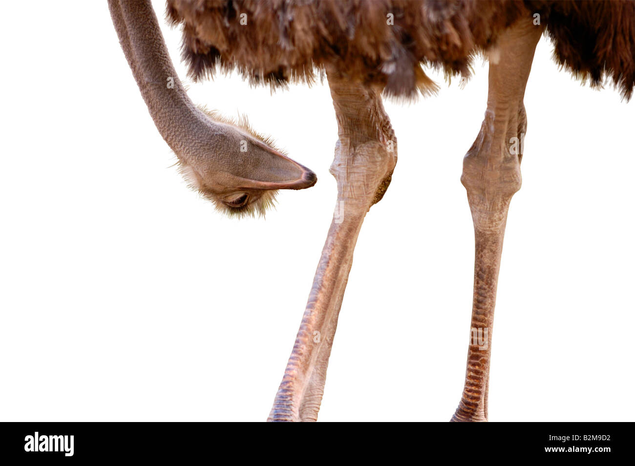 Blick auf seine Knie Strauß Stockfoto