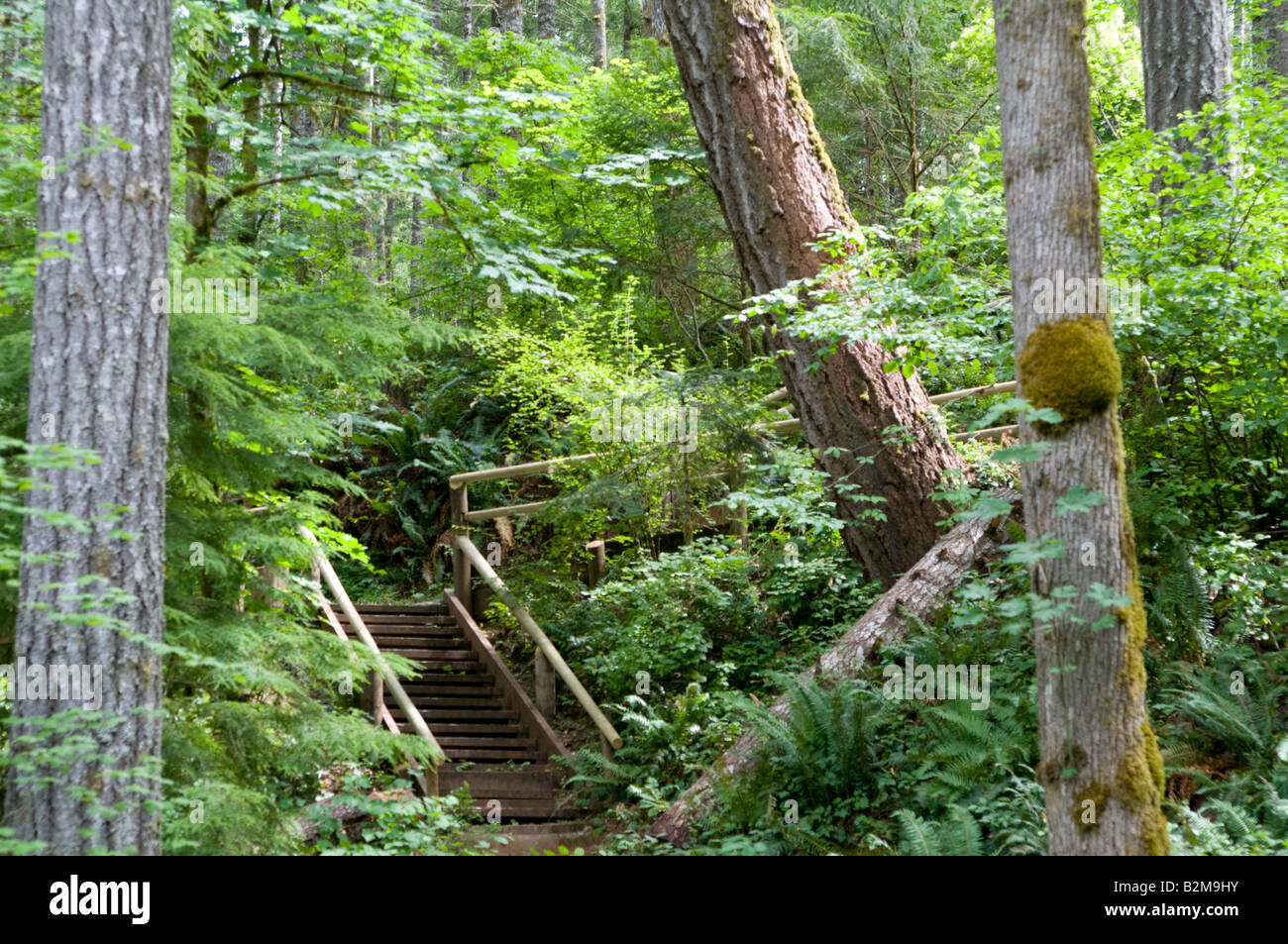 Hölzerne Treppe hinauf in einen Waldweg Stockfoto