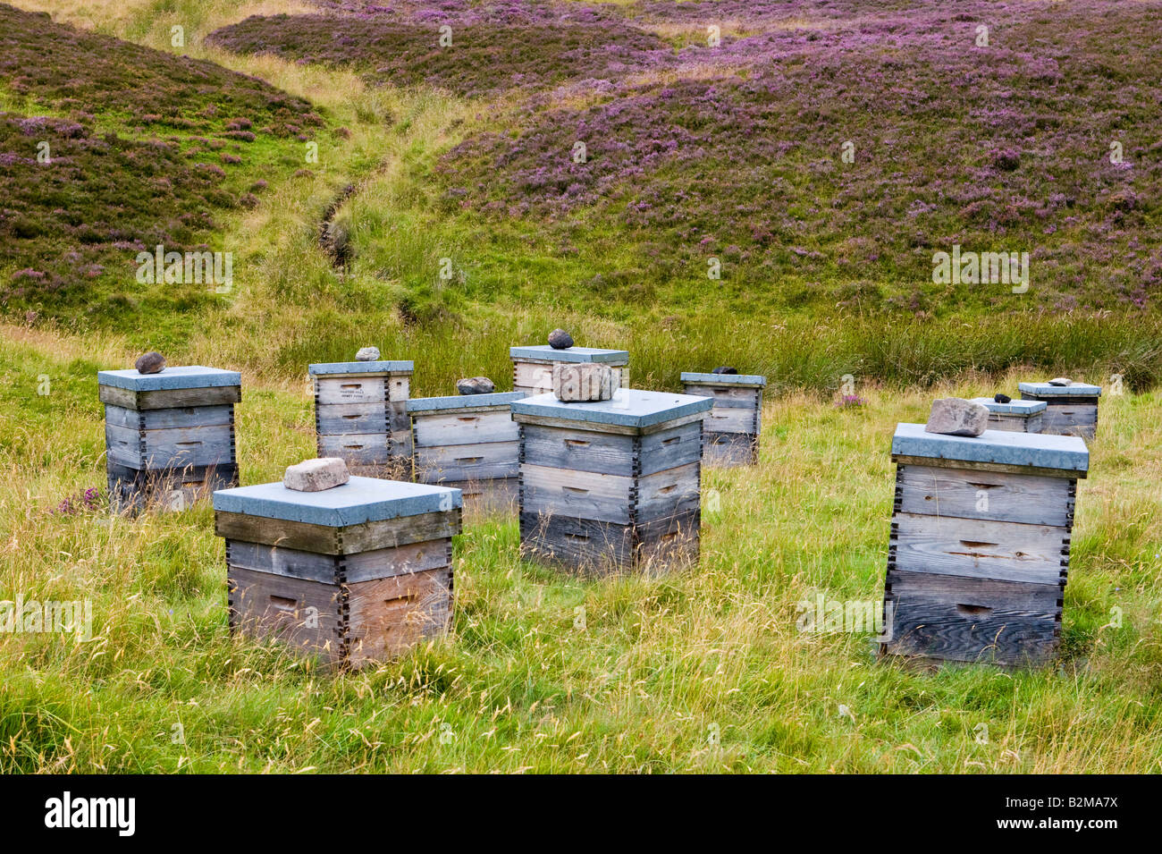 Scottish Heather honey bees Ernte den Nektar von wild Heidekraut. - Smiths Holz- Bienenstöcke, auf Heidelandschaft, Cairngorms National Park, Schottland Großbritannien Stockfoto