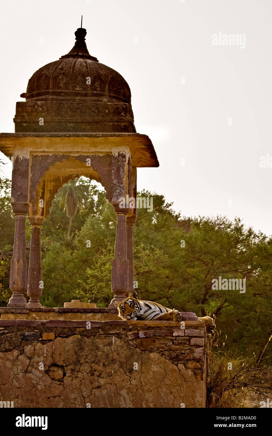Bengal Tiger schlafen in einem alten Hindu-Tempel oder Palast in Ranthambhore National park Stockfoto