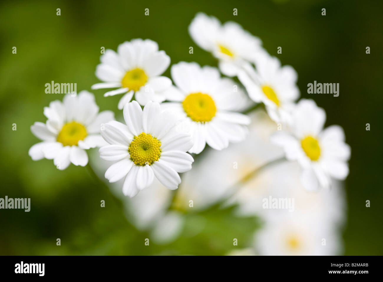 Das Mutterkraut Tanacetum parthenium Stockfoto