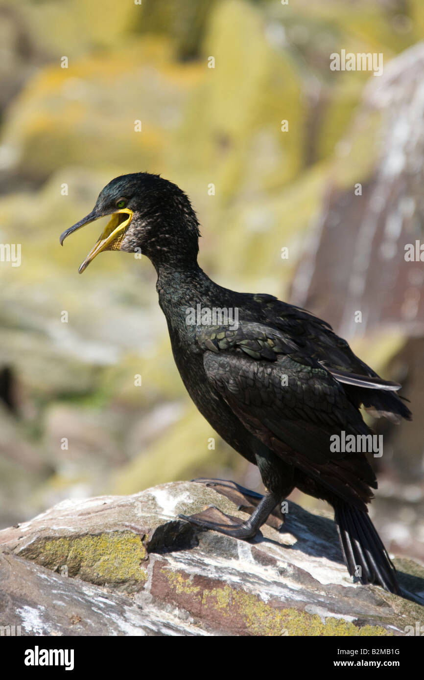 Ein Kormoran - Phalacrocorax Carbo - Longstone Insel in der Ferne Inseln Stockfoto