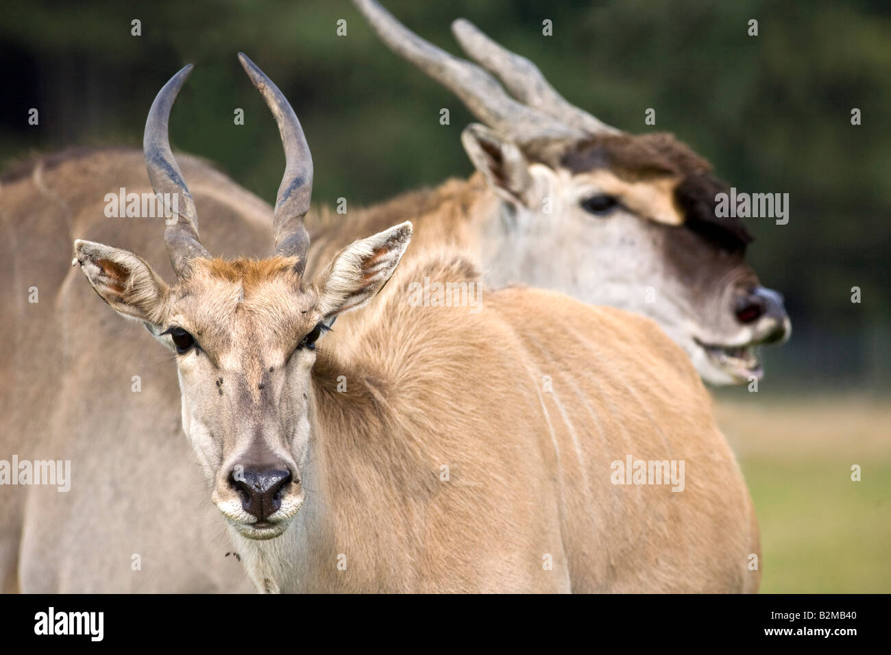 Männliche und weibliche Eland Tauro oryx Stockfoto