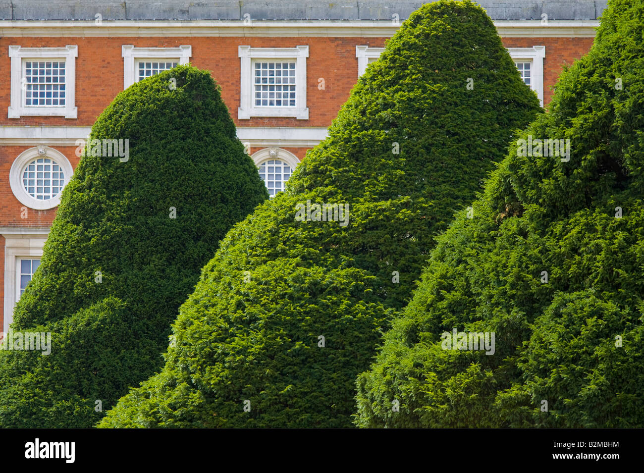 Hecke in Hampton Court Stockfoto