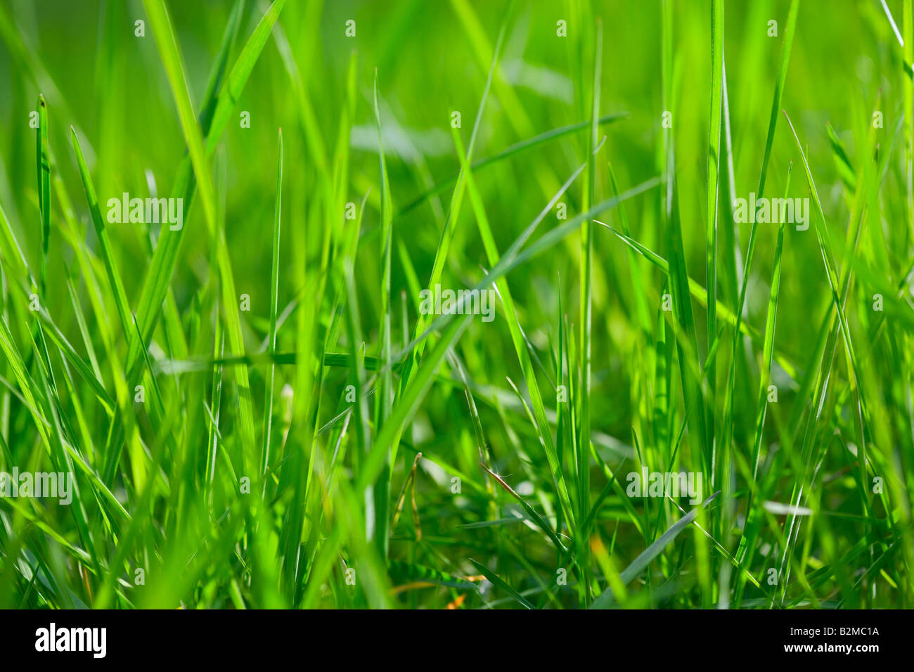 Langen grünen sonnigen Wiese Rasen UK Stockfoto