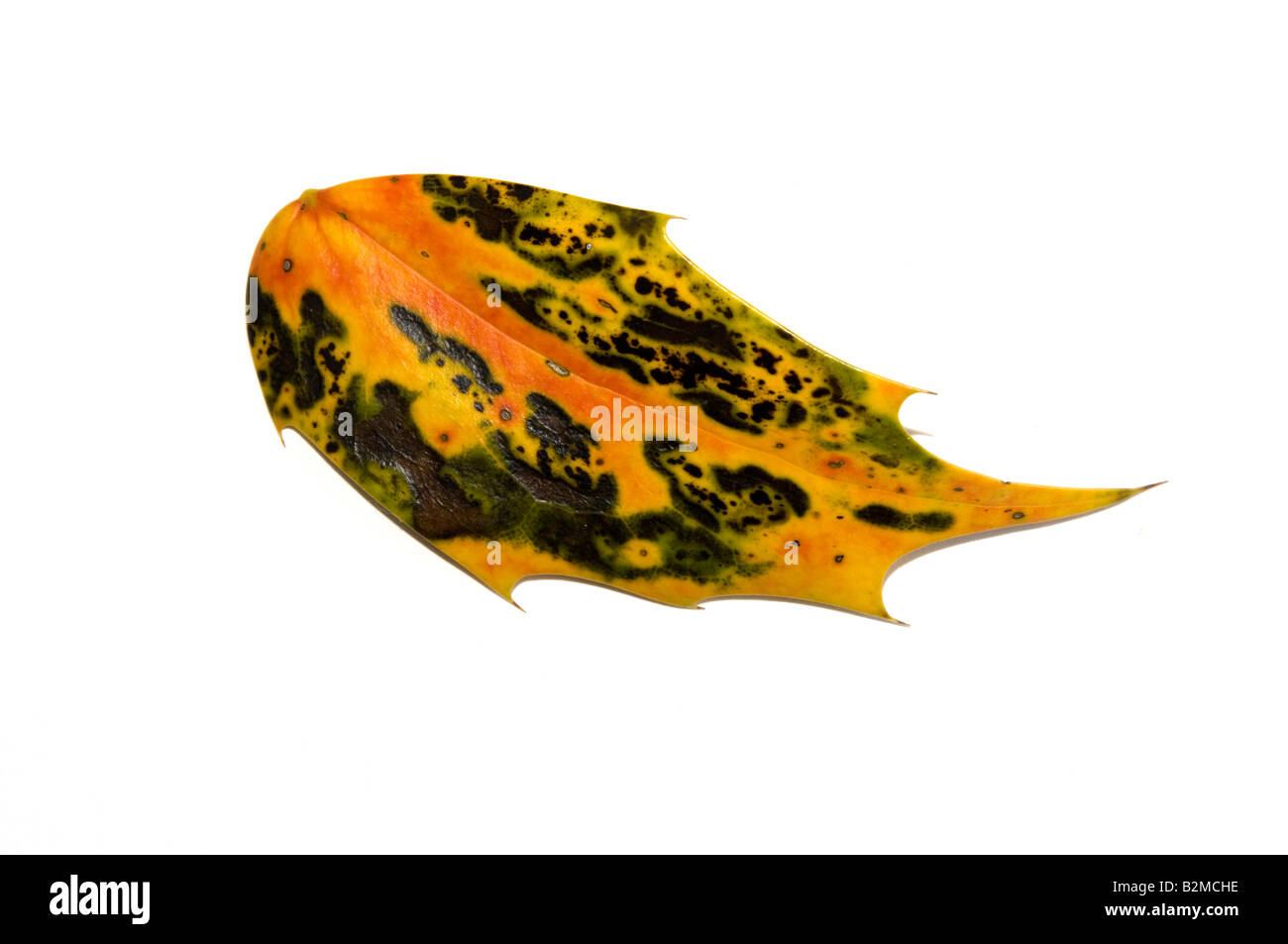 Helle Farbe Muster in einem Mahonia Blatt Stockfoto