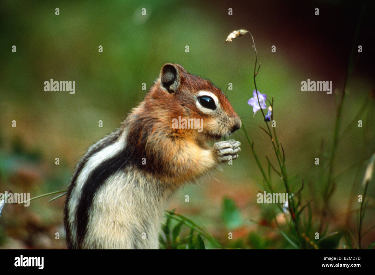 Streifenhörnchen Tamias Striatus halten Mutter hautnah Stockfoto