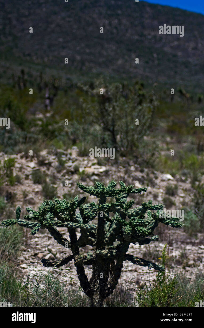 Mexiko, Matehuala, Cholla Cactus oder Feigenkaktus Opuntia-Familie Stockfoto