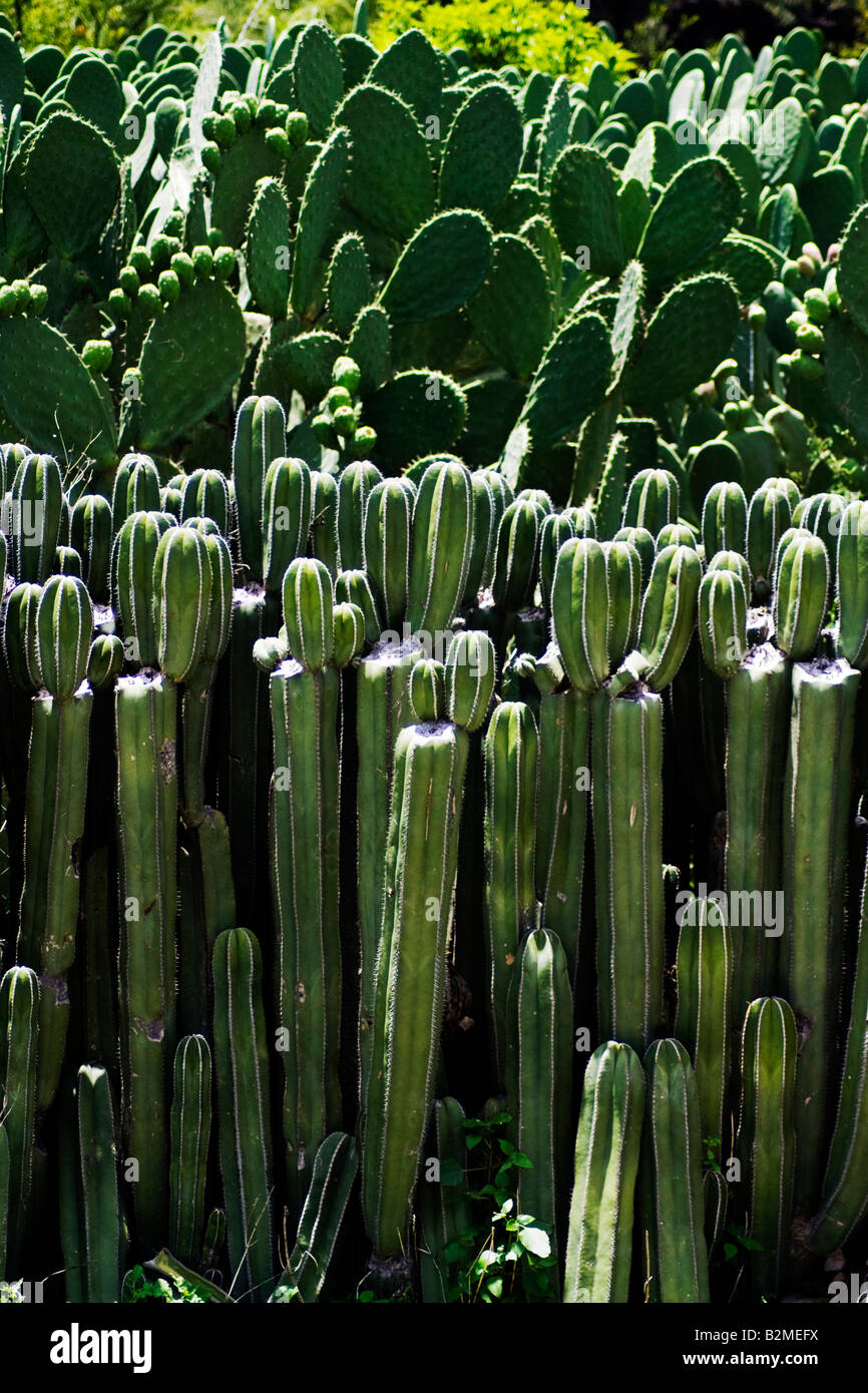 Mexiko, Matehuala, ein Kaktusgarten mit Saguaro und Nopal Kaktus Stockfoto