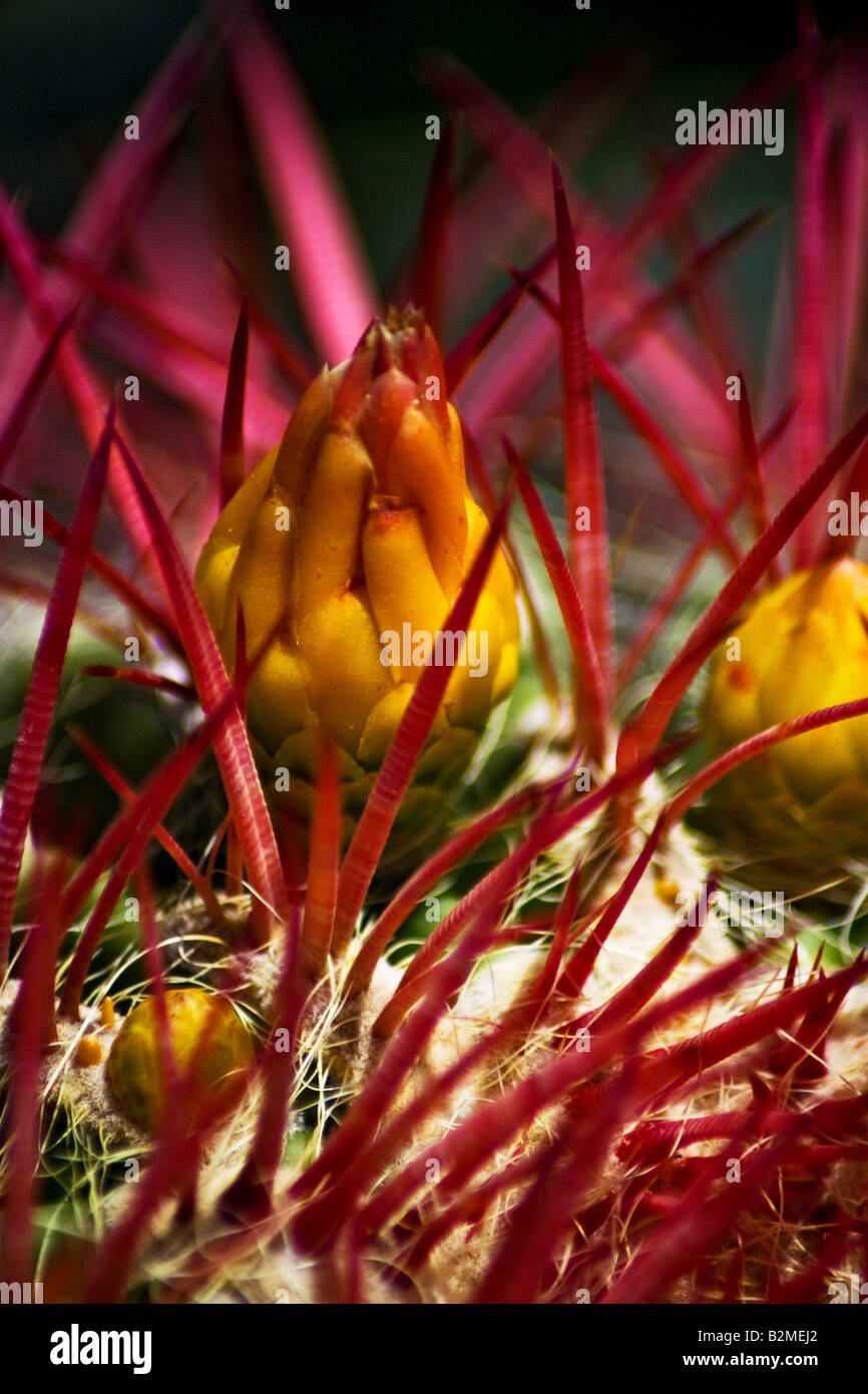 Mexiko, Matehuala, gelbe Blume des Red Barrel Cactus, Cactaceae Stockfoto