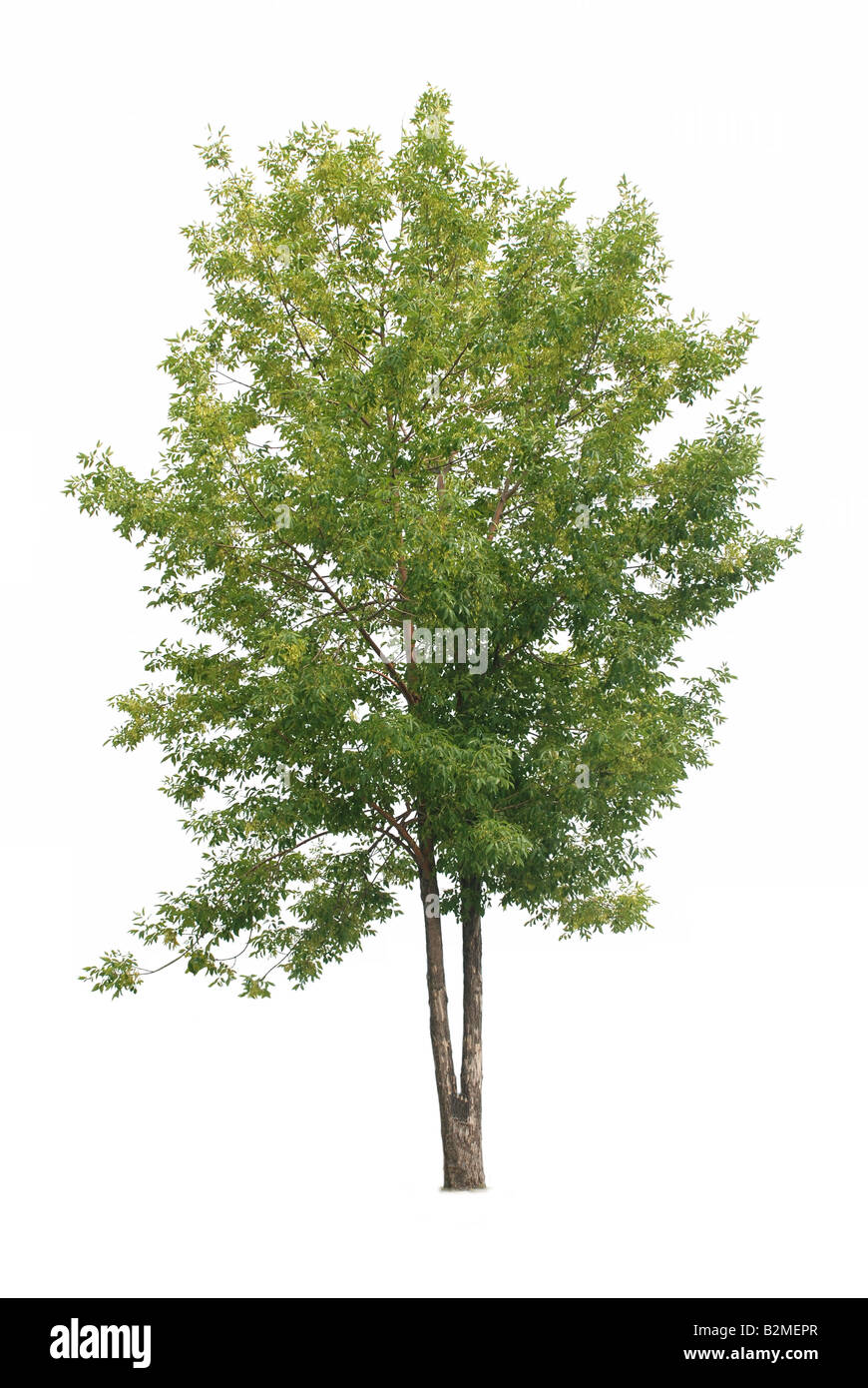 Baum mit grünen Blättern, die isoliert auf weißem Hintergrund Stockfoto