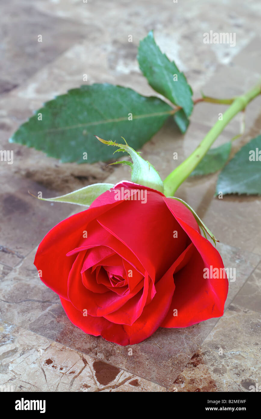 Rote Rose auf eine ausgefallene Marmortisch Stockfoto