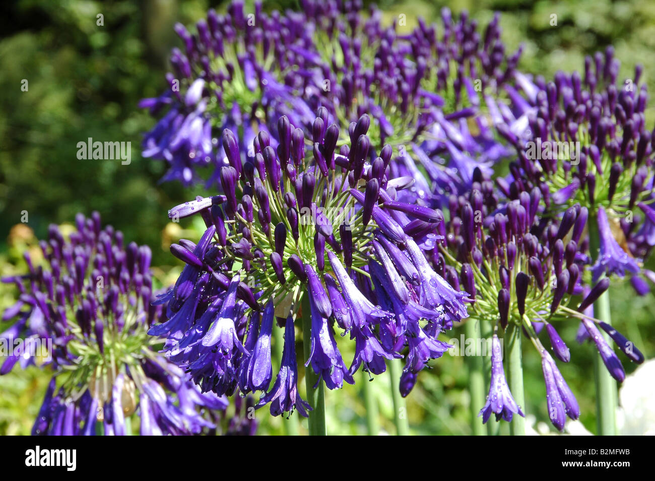 Agapanthus Quink fällt eine neue Sorte der Schmucklilie mit tiefsten Blau Blumen Stockfoto