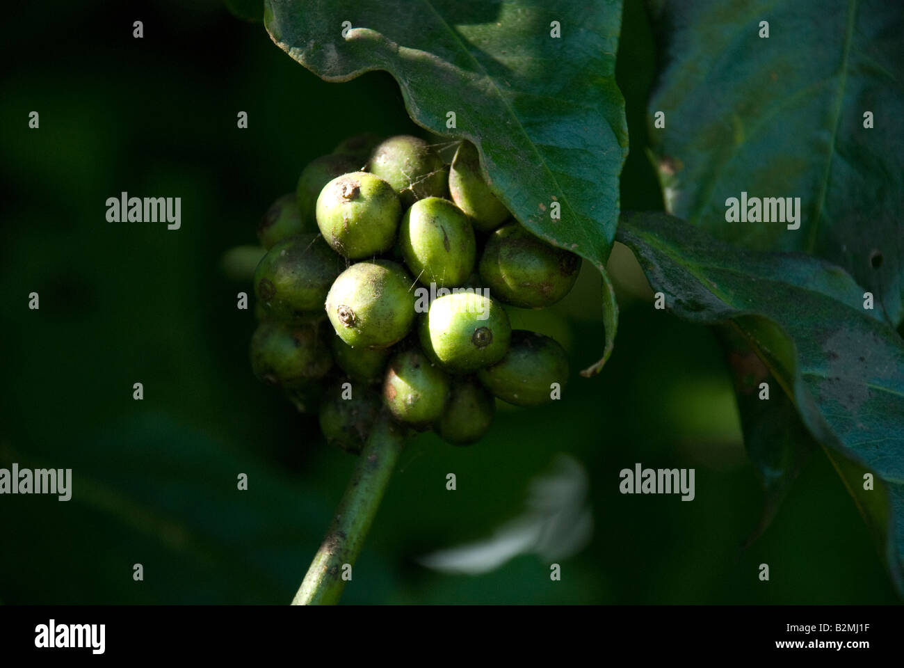 Grüne Bohnen Kaffee Kirsche Kirschen Blätter Bali Indonesien Stockfoto