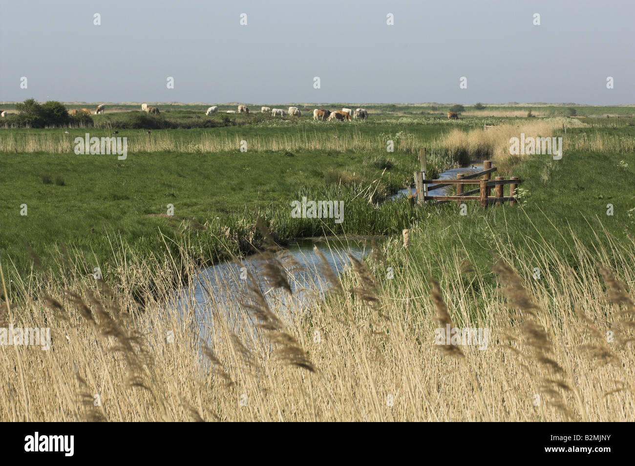 Coastal Beweidung Marsh Burham Norton Norfolk UK Mai Stockfoto