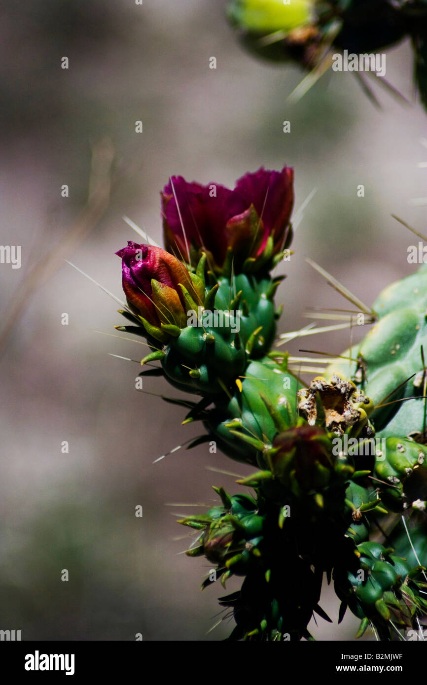 Mexiko, Matehuala, rote Blume Cholla Cactus oder Feigenkaktus Opuntia-Familie Stockfoto