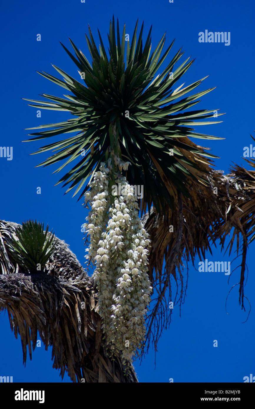 Mexiko, Matehuala, dem Cardona wie es ist in bestimmten Gebieten von Mexiko, eine Agave ist bekannt Stockfoto