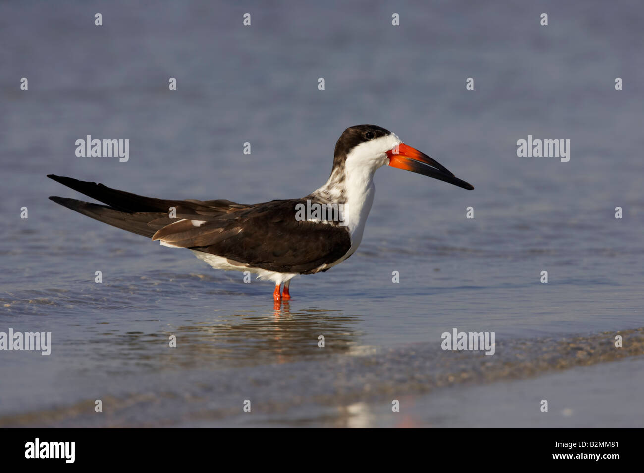 Amerikanischer Scherenschnabel Rynchops Niger schwarz Skimmer Stockfoto