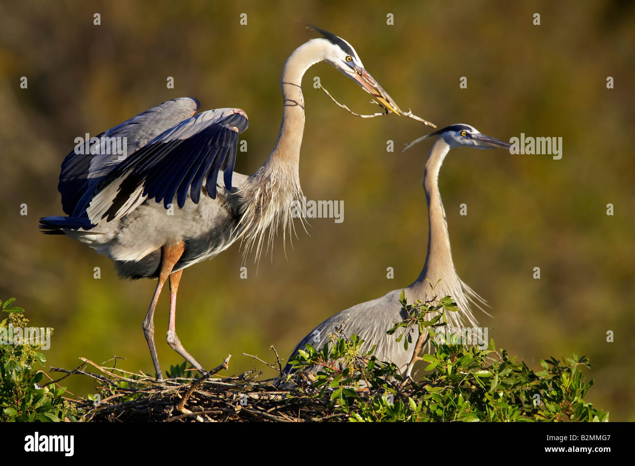 Kanadareiher Ardea Herodias Great Blue Heron South Venice Florida USA Stockfoto