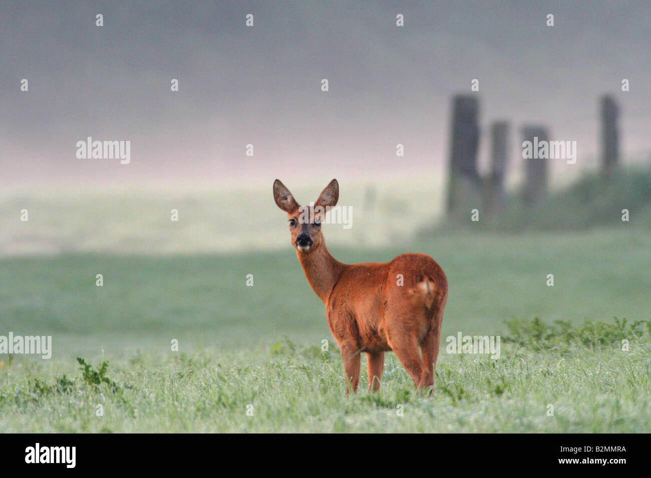 Rehe Capreolus Capreolus Fawn Dawn bambi Stockfoto