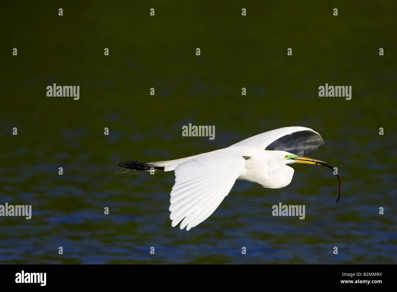 Große weiße Reiher Casmerodius Albus Flug Stockfoto