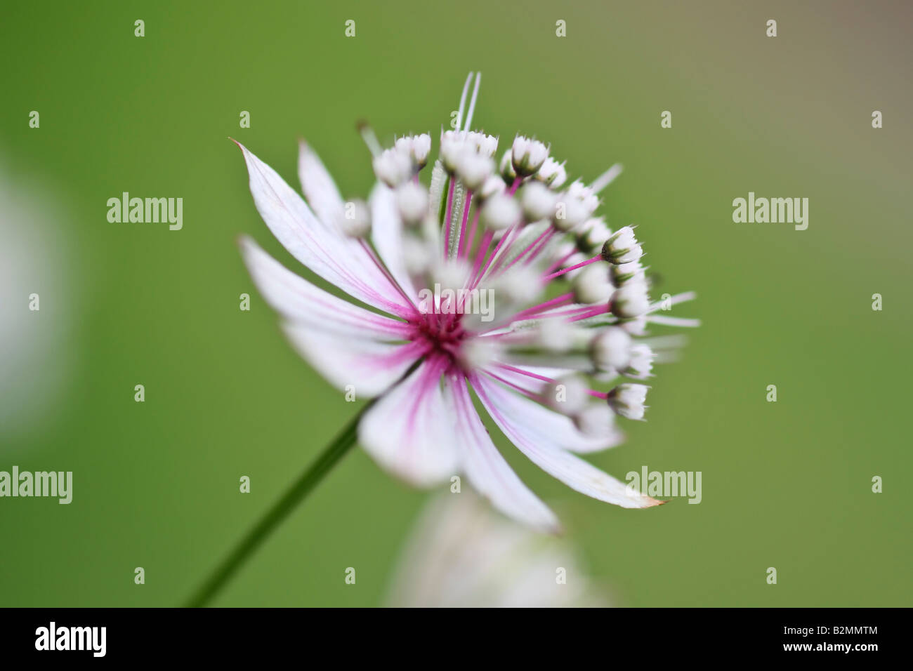 allgemein bekannt als große Sterndolde Astrantia-Blume Stockfoto