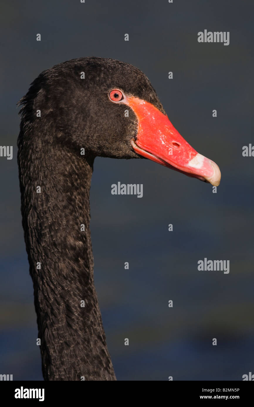 Black Swan Cygnus olor große Wasservögel Portrait Niederlande Stockfoto