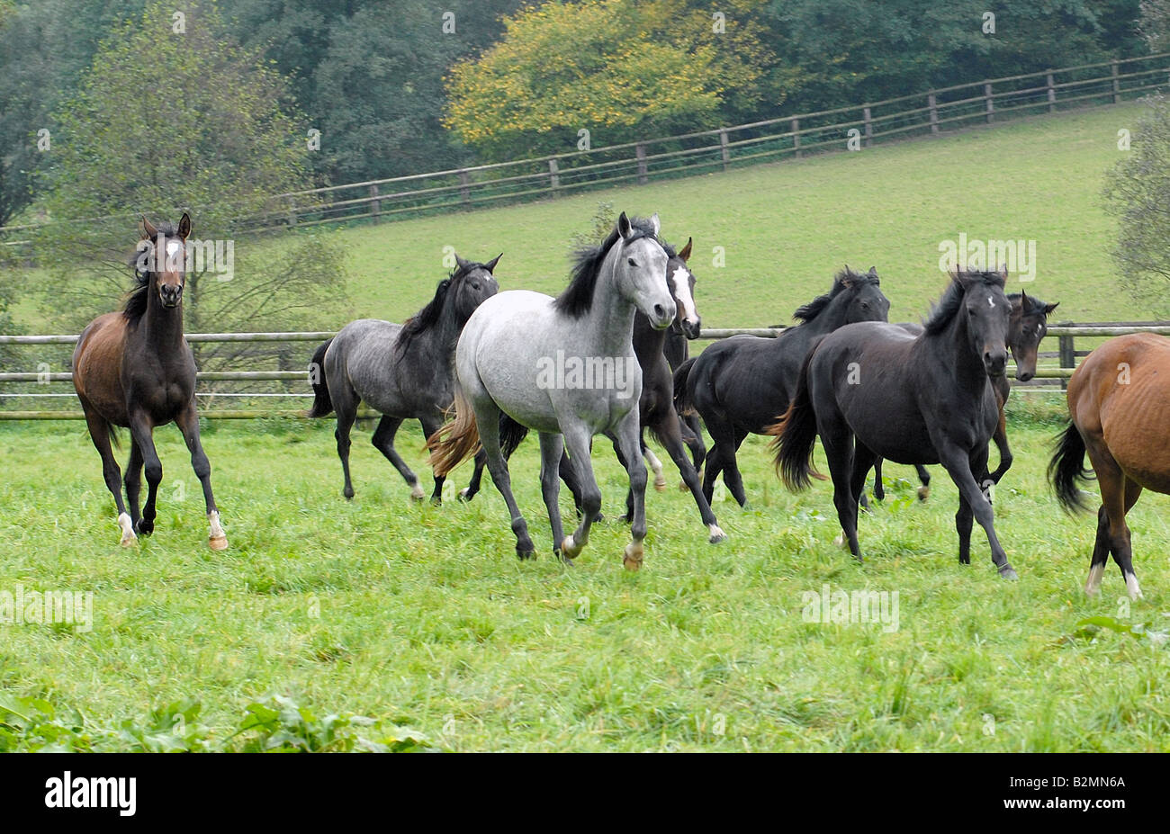 Trakehner Pferde Troting Paddock-Gruppe Pferdezucht Stockfoto