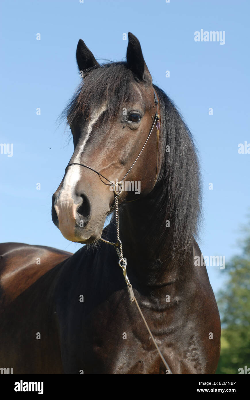 Welsh Pony Reiten Pony Trakehner Mix Portrait Stockfoto