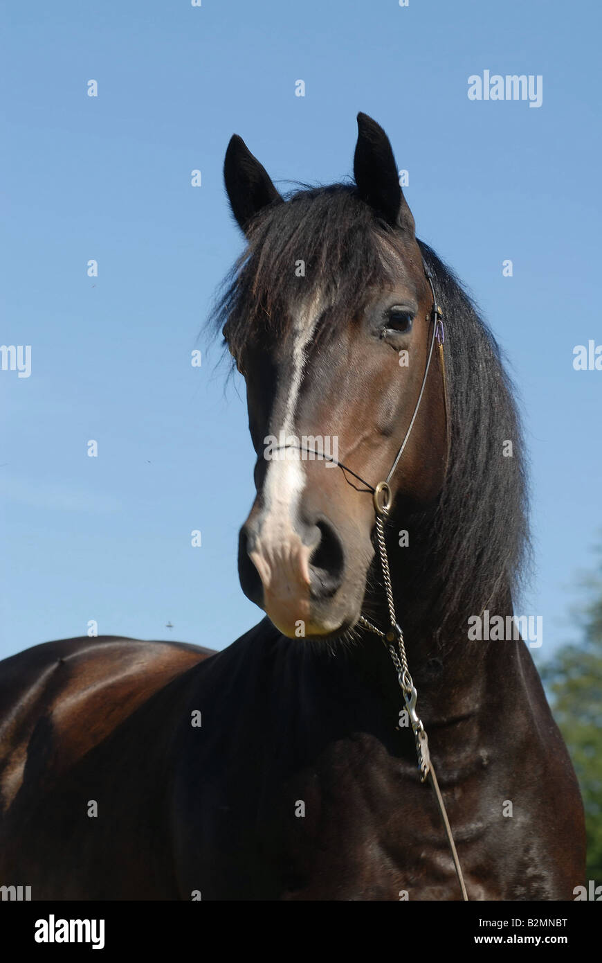 Welsh Pony Reiten Pony Trakehner Mix Portrait Stockfoto