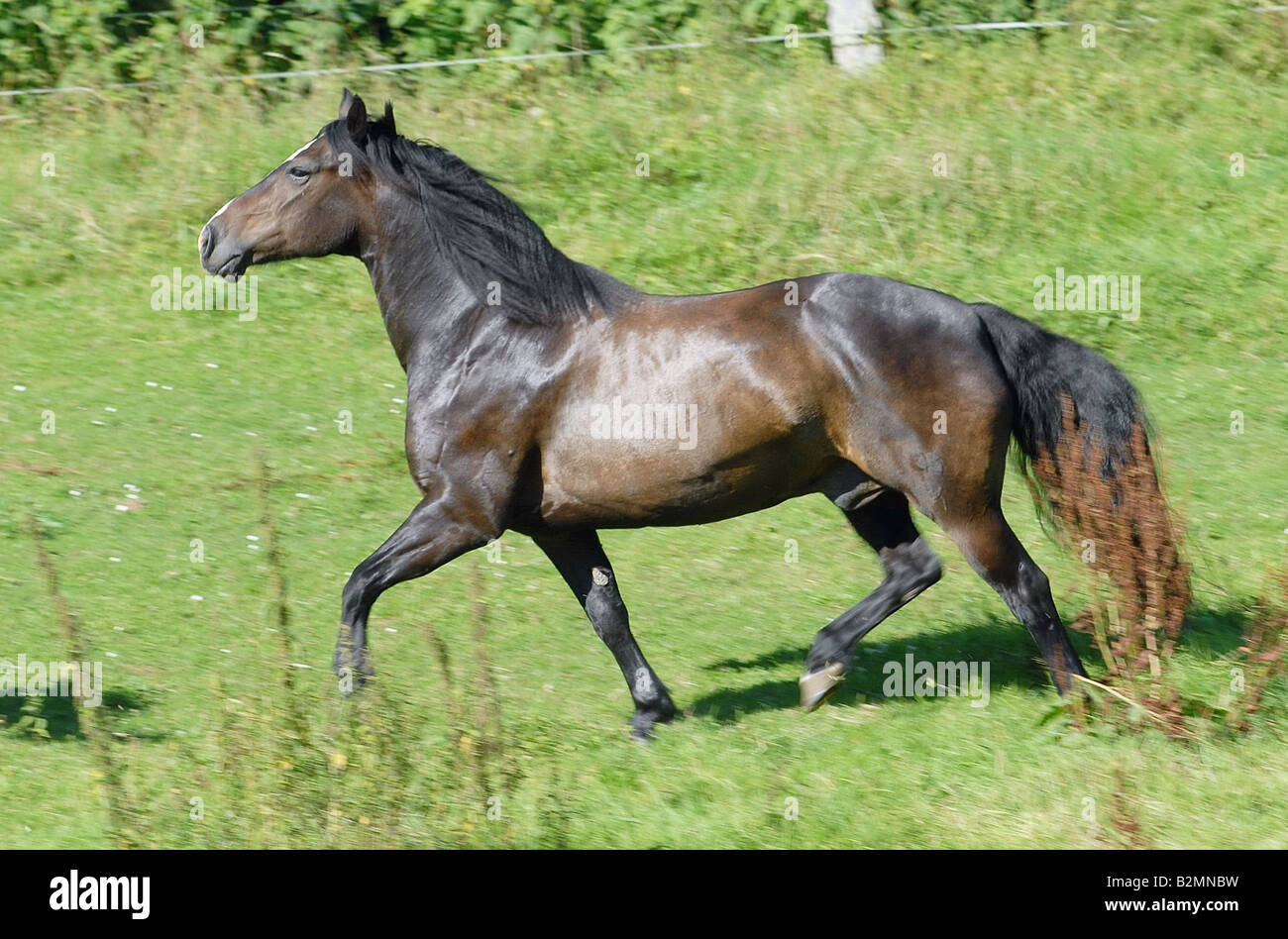 Welsh Pony Reiten Pony Trakehner Mix Stockfoto