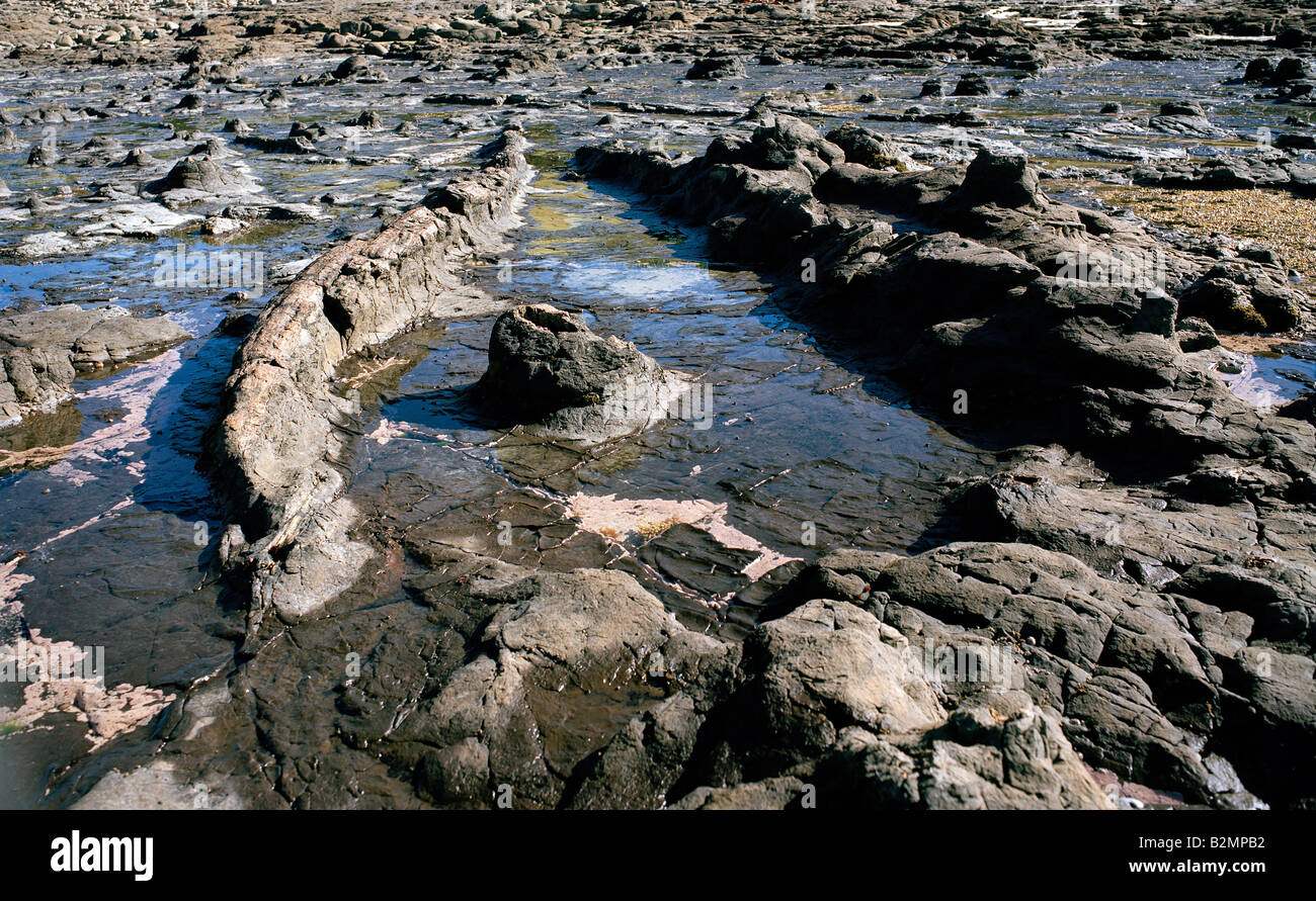 Gefallenen Stämme und Stümpfe, versteinerte, können bei Ebbe, Curio Bay, Südinsel Neuseeland deutlich erkennbar. Stockfoto