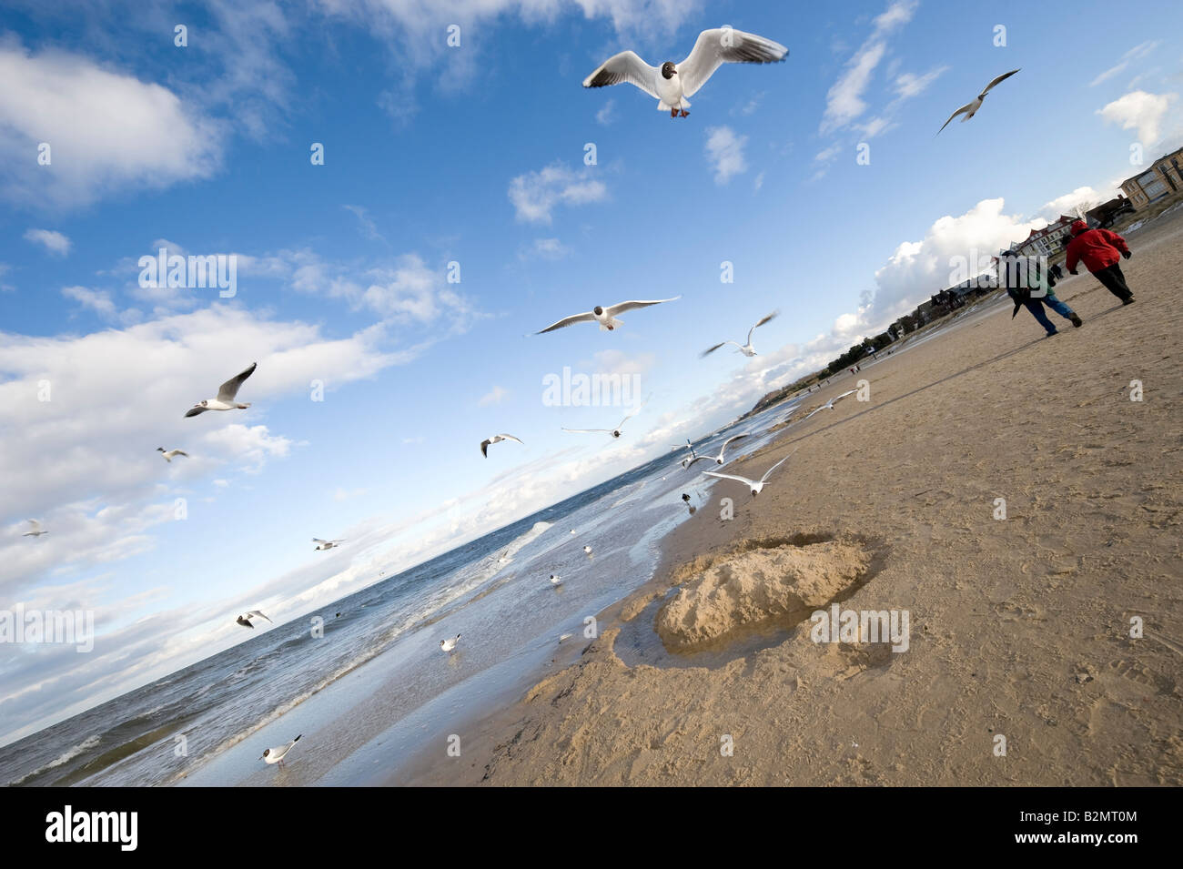 Lachmöwen (Larus Ridibundus) fliegen über das Strand, Seebad Bansin, Seebad Bansin, Insel Usedom, Deutschland Stockfoto