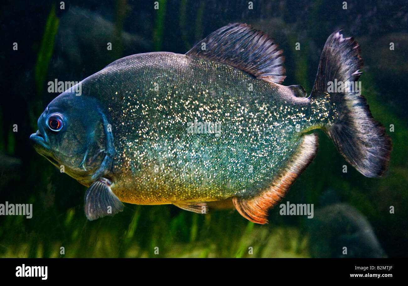 Roten Piranhas (Pygocentrus Nattereri) Stockfoto