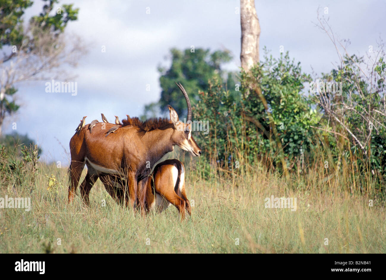 Erwachsene weibliche Rappenantilope in Shimba Hills Reservat, Mombasa, Kenia. Stockfoto
