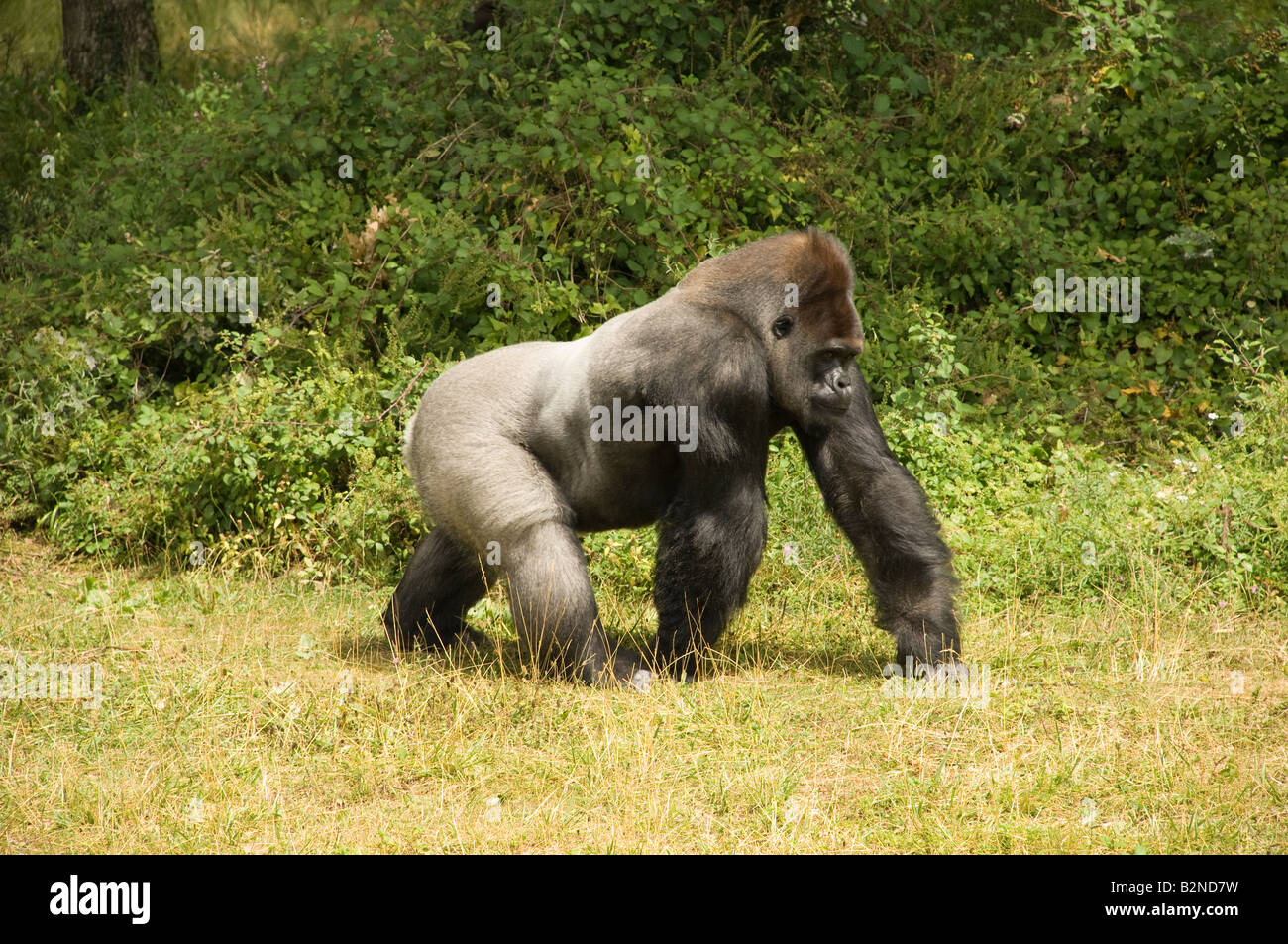 Erwachsene männliche Gorillas in Gefangenschaft im Tierpark Stockfoto