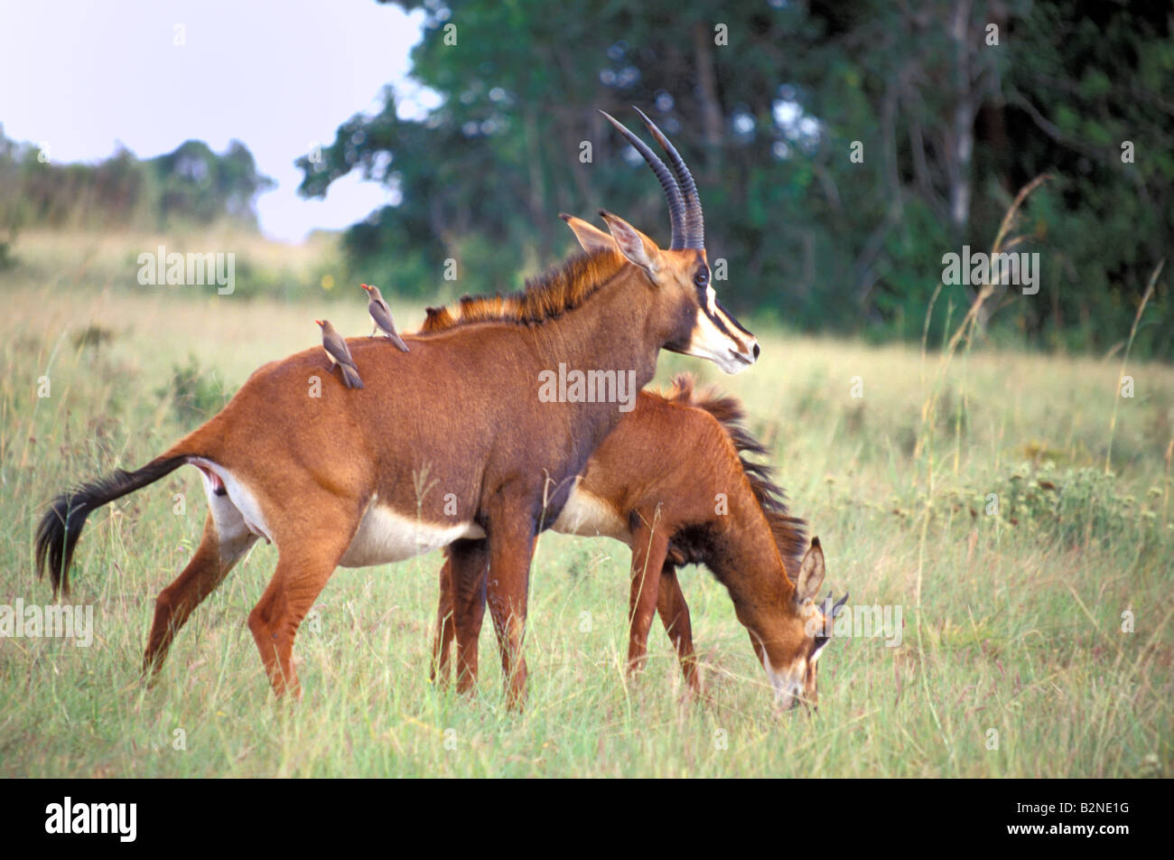 Erwachsene weibliche Rappenantilope in Shimba Hills Reservat, Mombasa, Kenia. Stockfoto