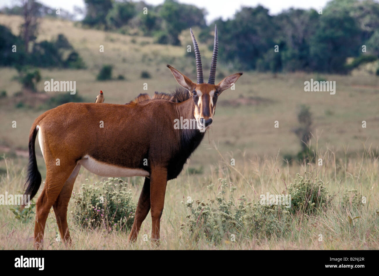 Erwachsene weibliche Rappenantilope in Shimba Hills Reservat, Mombasa, Kenia. Stockfoto