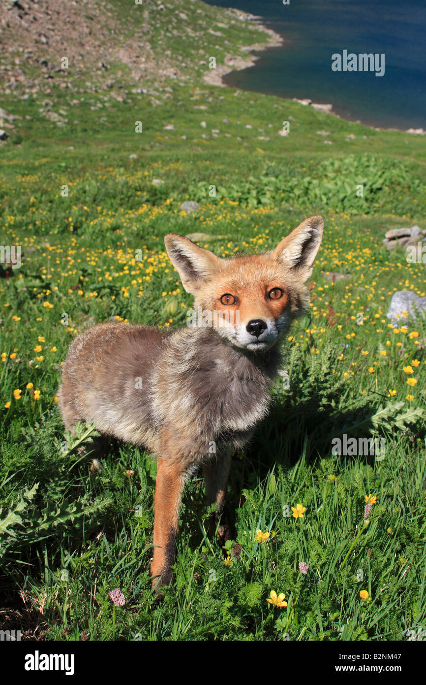 Eine Rotfuchs gerade direkt auf mein Weitwinkelobjektiv erfasst in der wunderschönen Umgebung der italienischen Gran Paradiso Nationalpark Stockfoto