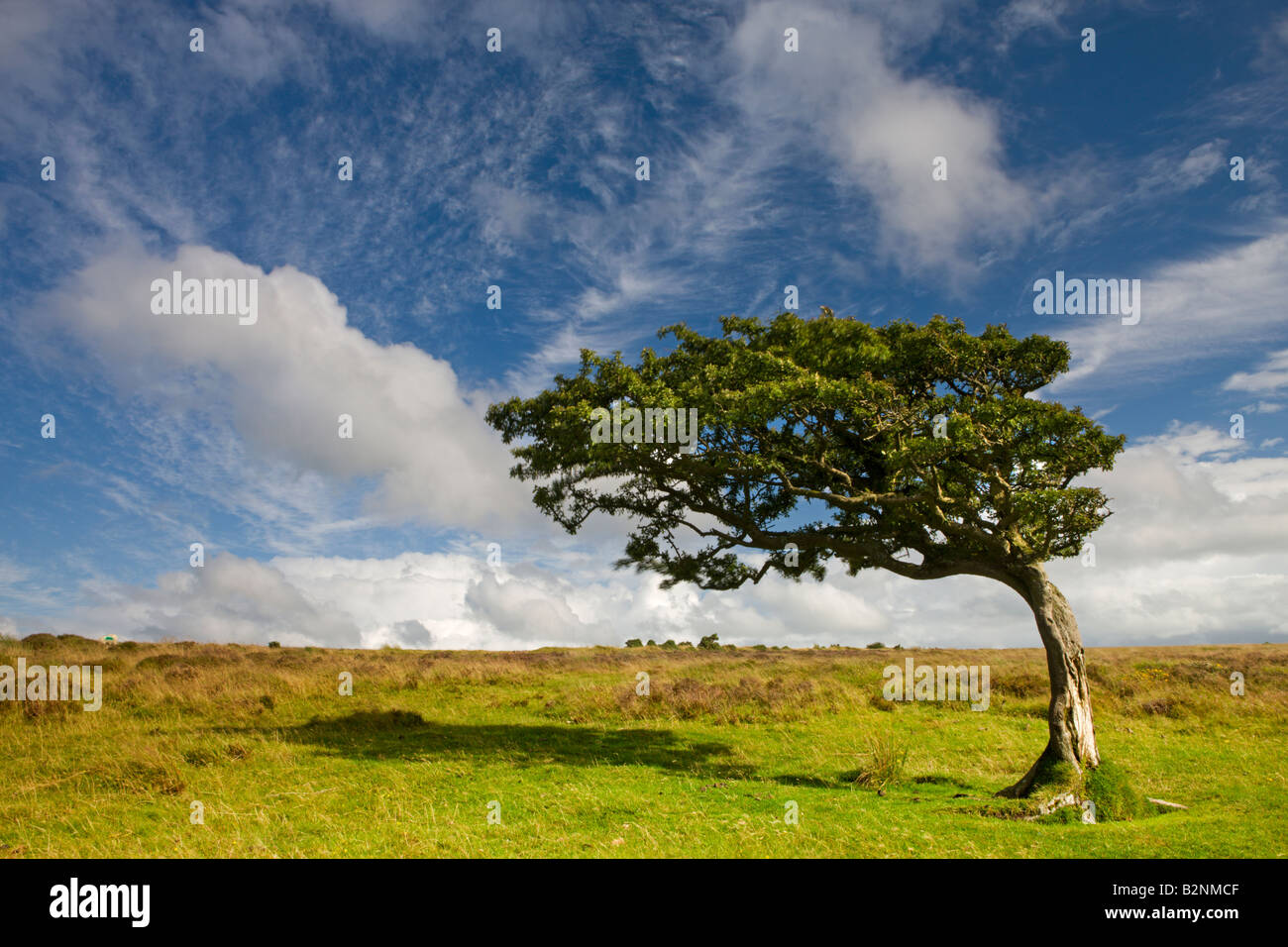 Windgepeitschten Baum auf Moorland in Exmoor Nationalpark Somerset England Stockfoto