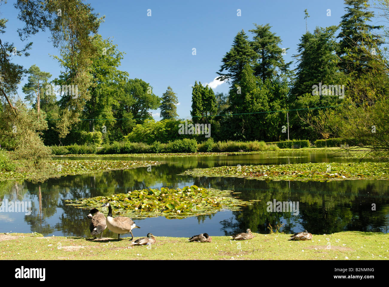 Der See am Bedgebury Pinetum, Kent Stockfoto