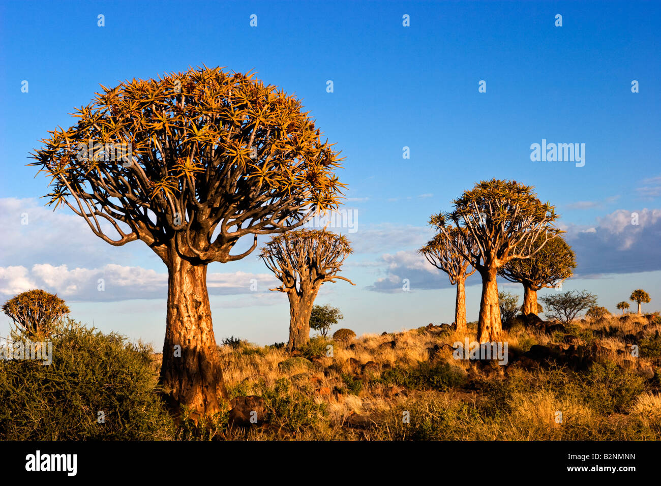Köcherbaumwald, Namibia Stockfoto