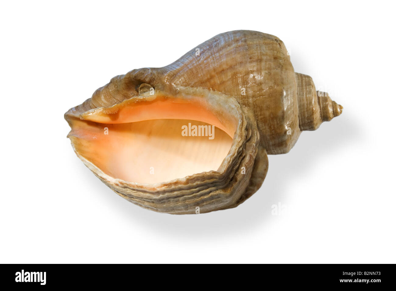 Muschel Rapana--ein Meer-Symbol. Überraschende Molluske. Er bewundert die Schönheit und den Charakter erschreckt Stockfoto
