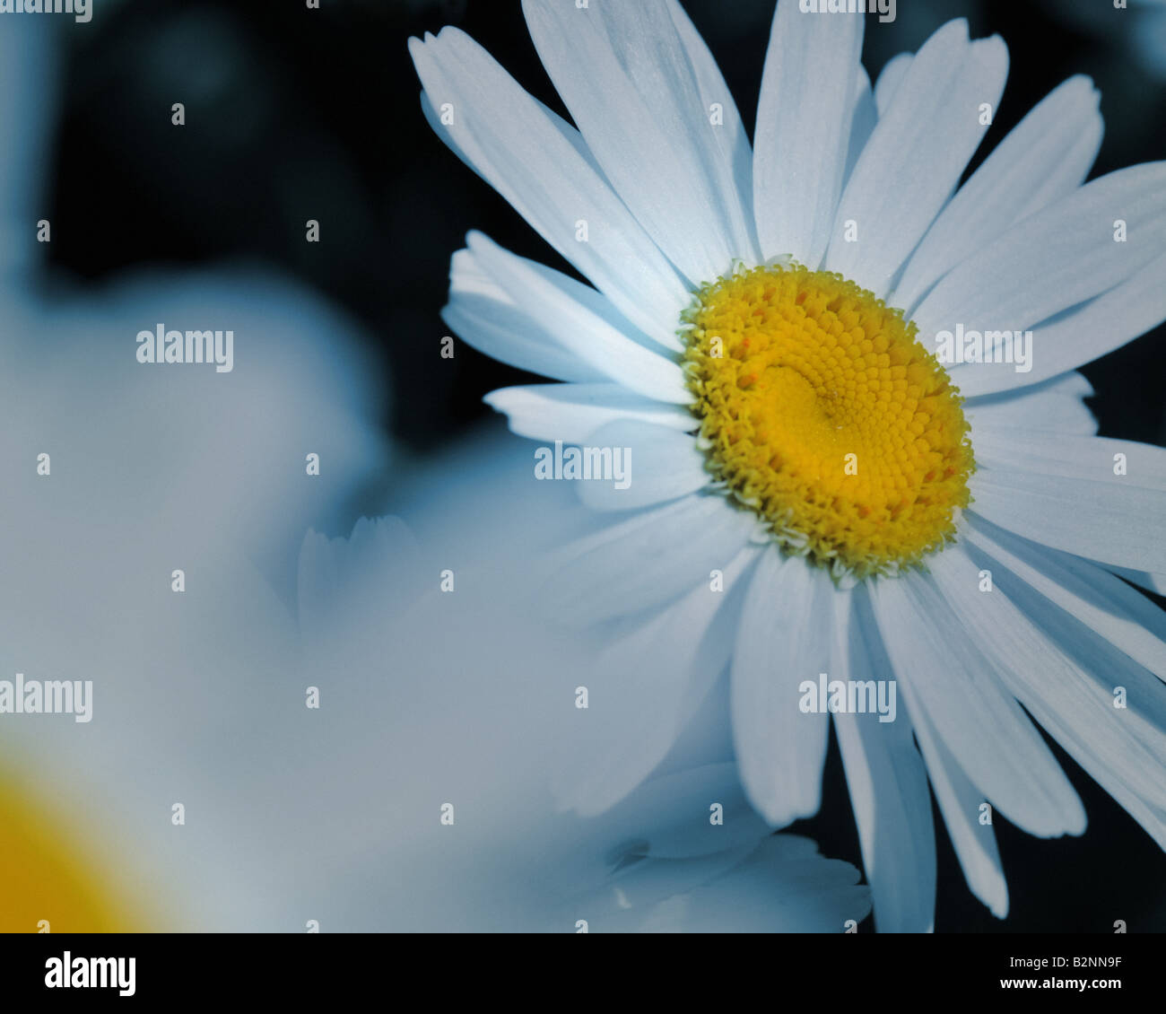 FLORAL Konzept: White Daisy (Lat: Leucanthemum Vulgare Blütenstand) Stockfoto