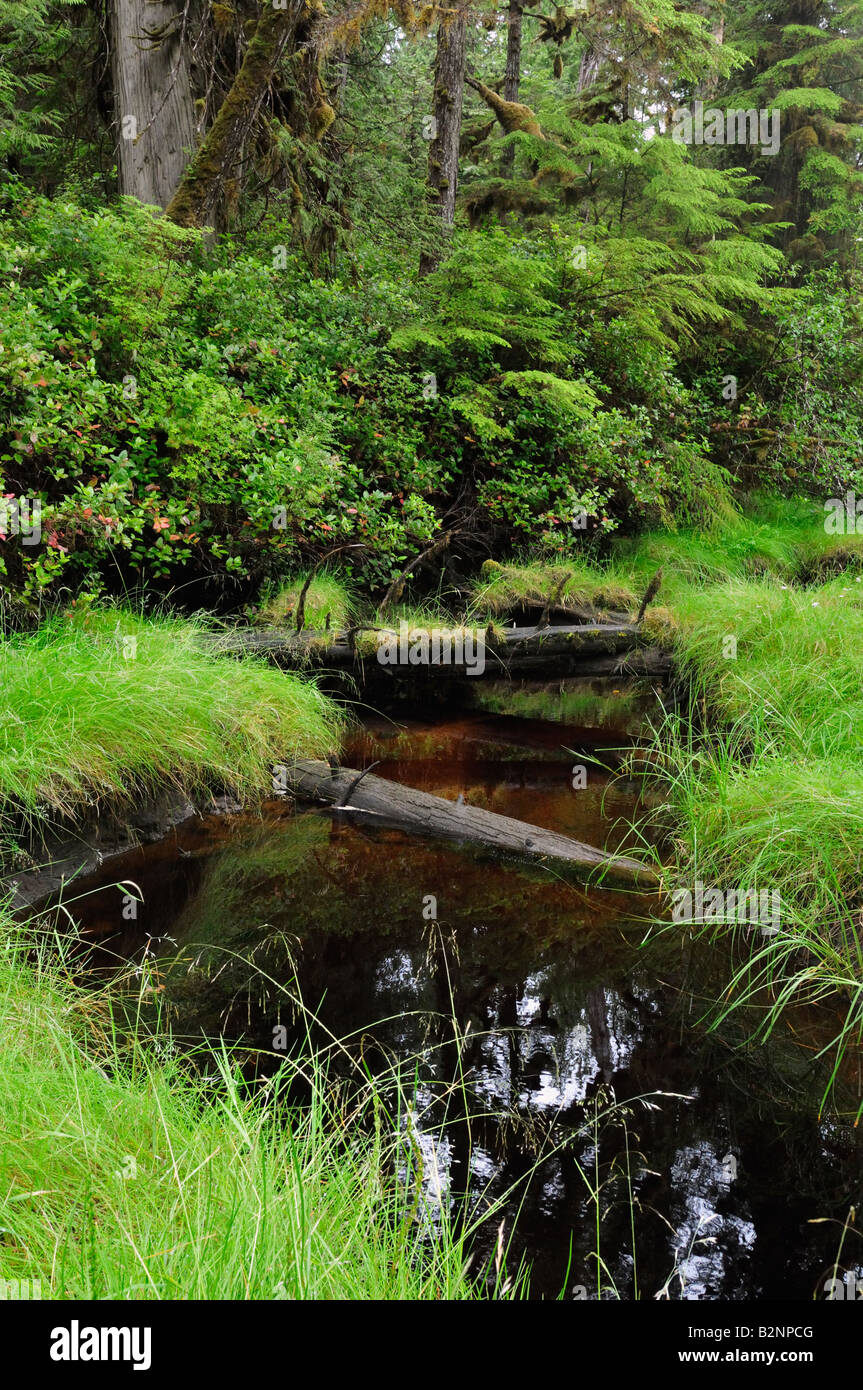 Stream, Great Bear Rainforest, 2008 Stockfoto