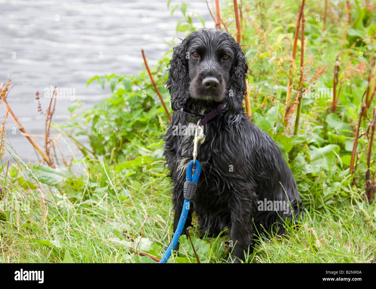Eine nasse schwarze Cocker Spaniel sitzt am Ufer Stockfoto