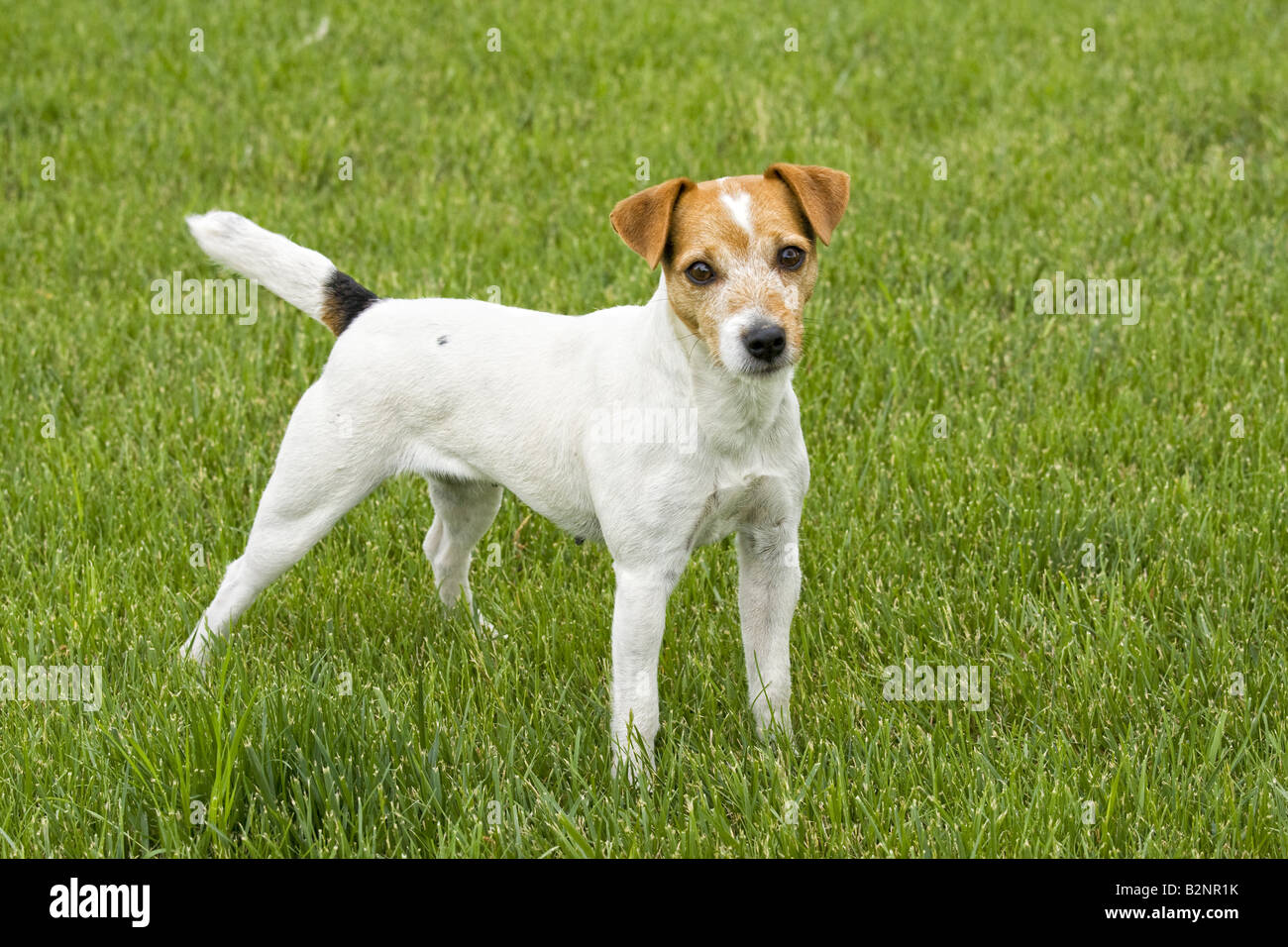 Jack Russell Terrier Hund draußen im grünen Rasen Stockfoto